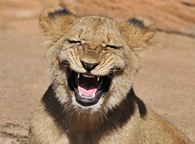 狮子朝摄影师"大笑"露锋利牙齿表情夸张