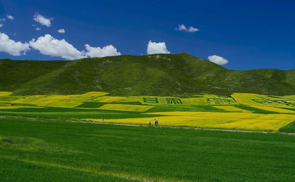 甘肃风光 民乐油菜花