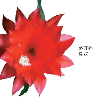 什么昙花成语_昙花长什么样子图片(2)