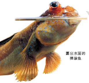 为什么弹涂鱼会"爬树"?