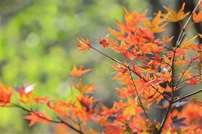 2023崂山红叶节