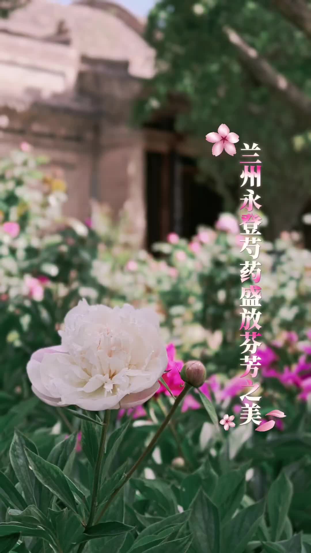 ������� ����ʱ�������������ҩʢ�ŷҷ�֮��
