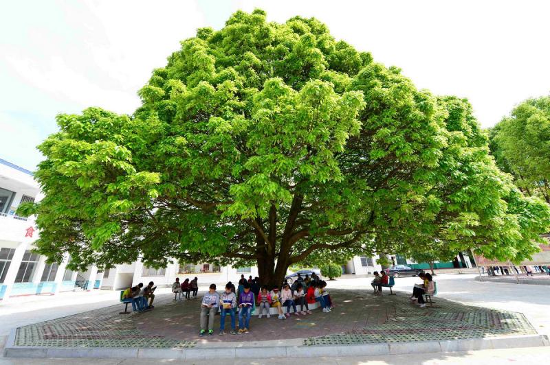 樟树有多少人口2020年_樟树(3)