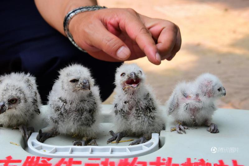 郑州的哥雨后救下4只猫头鹰雏鸟 呆萌可爱-猫