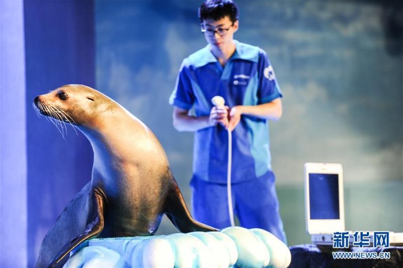 8月2日,极地馆的工作人员配合医生为海狮进行b超检查.