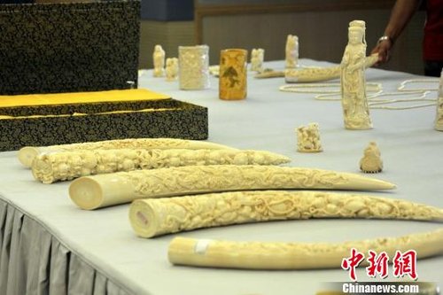 警方展示缴获的象牙制品(周颖斌摄)