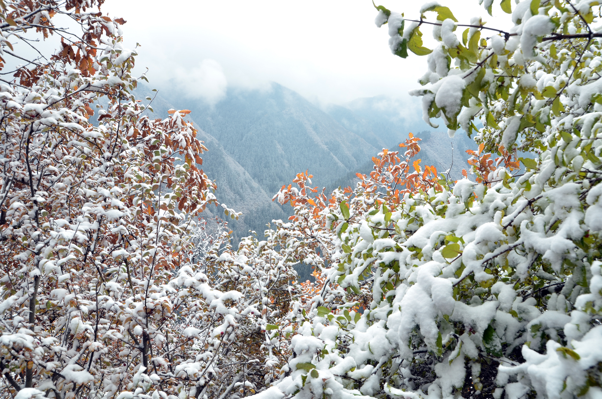 中国兰州网微博