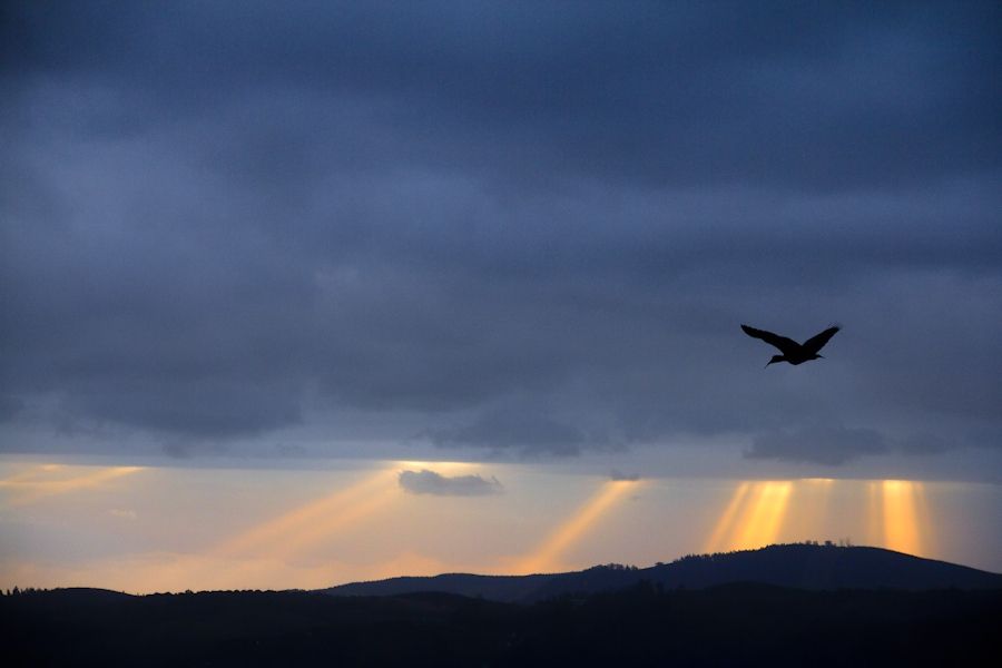 非洲大草原剪影图展壮美景象
