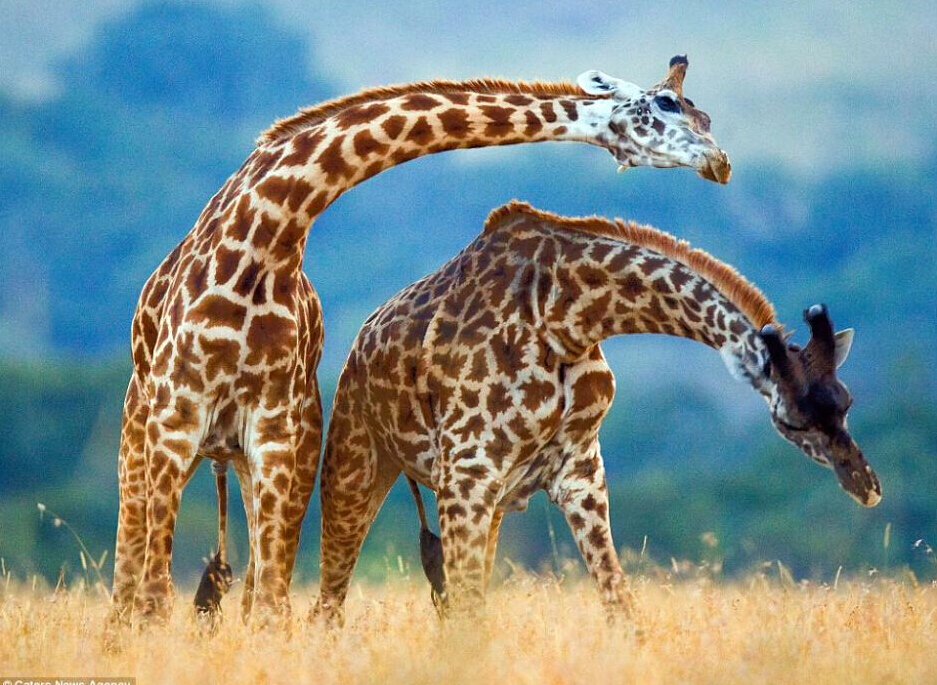 长颈鹿跳起优雅"双人舞" 扭头晃肩一起摇摆