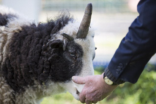 英独角羊意外走红 获"独角兽"美誉