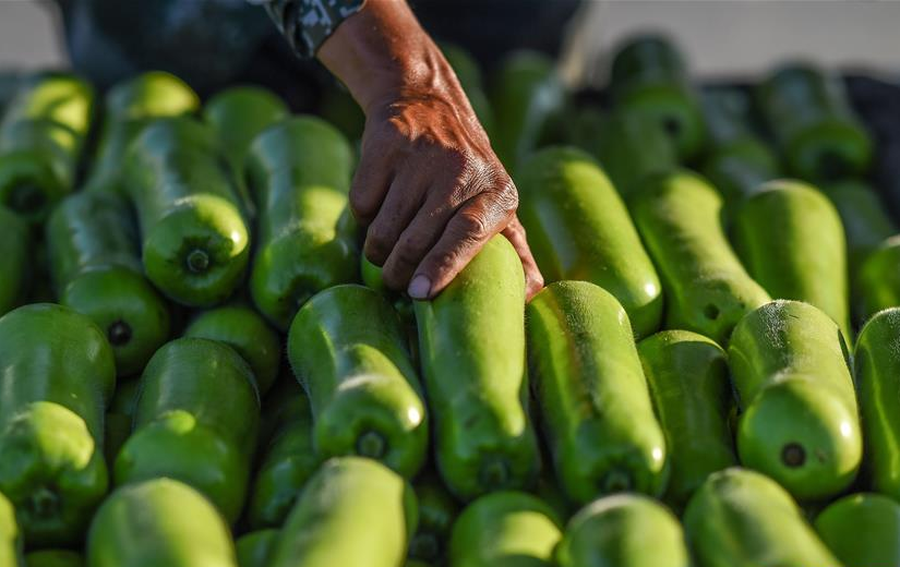 海南冬季瓜菜进入上市旺季