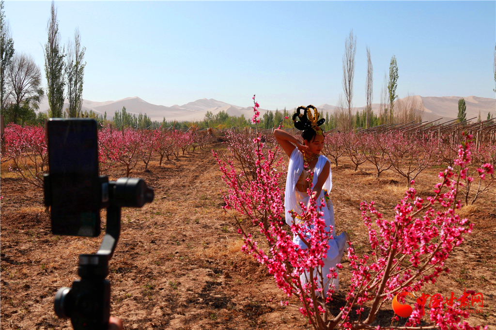 2020年4月22日,在甘肃省敦煌市七里镇优质紫胭桃基地,工作人员在