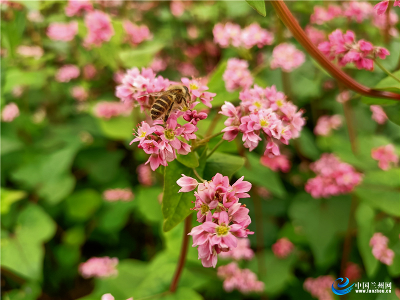 您当前的位置:>中国兰州网>图片>荞麦花儿装饰着这