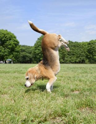 8岁的猎犬purin因多才多艺,受到网民热捧.图为purin倒立.