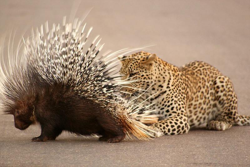 猎豹欲猎食豪猪 遭反攻知难而退-猎豹-中国兰州网-图片