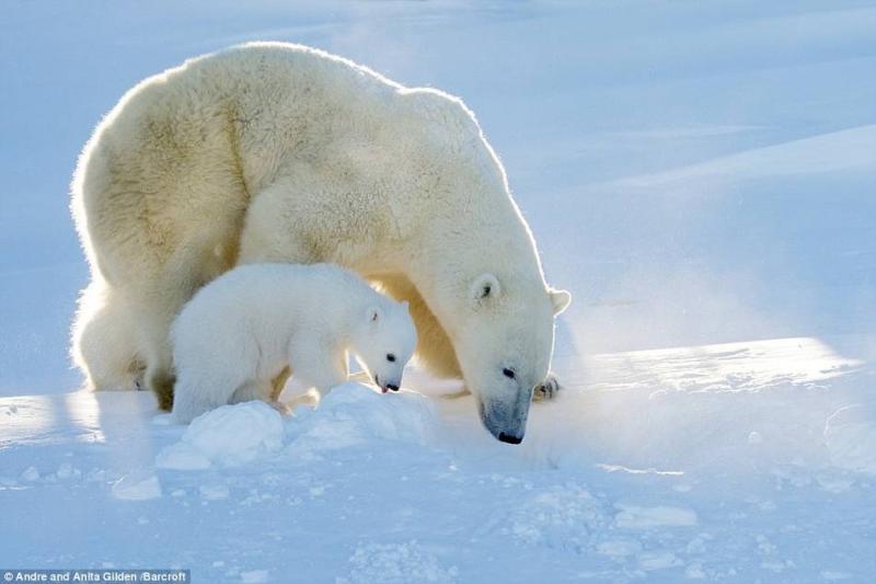 小北极熊在跟着妈妈学习生存技巧.