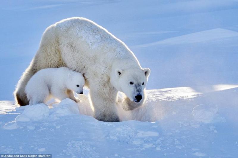 第一次出巢的小北极熊
