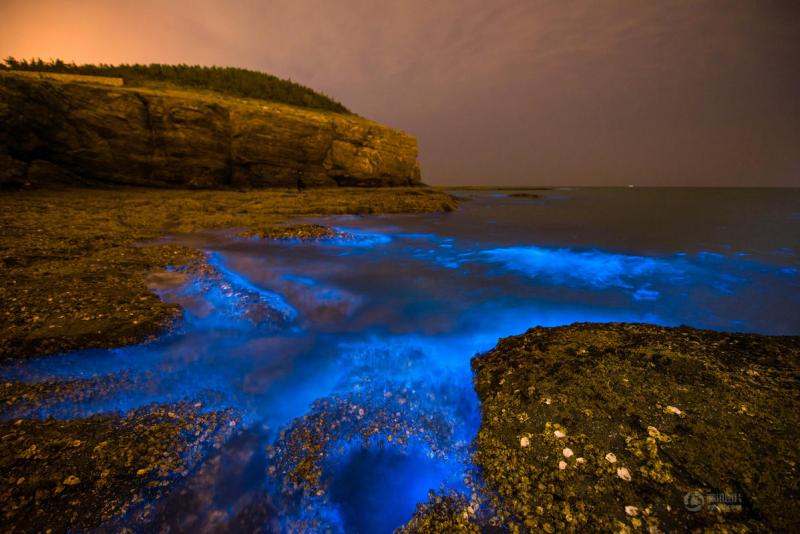 大连大黑石附近海域现"荧光海"