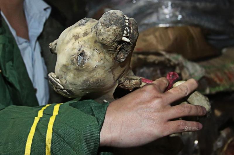 4月15日,深圳市,执法人员在清查问题冻狗.