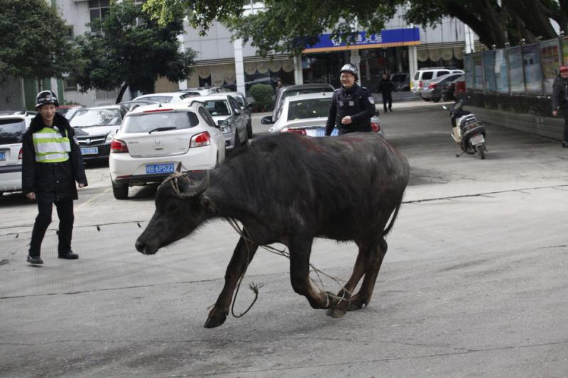 脱缰狂牛市区狂窜数公里 被特警连开9枪击毙