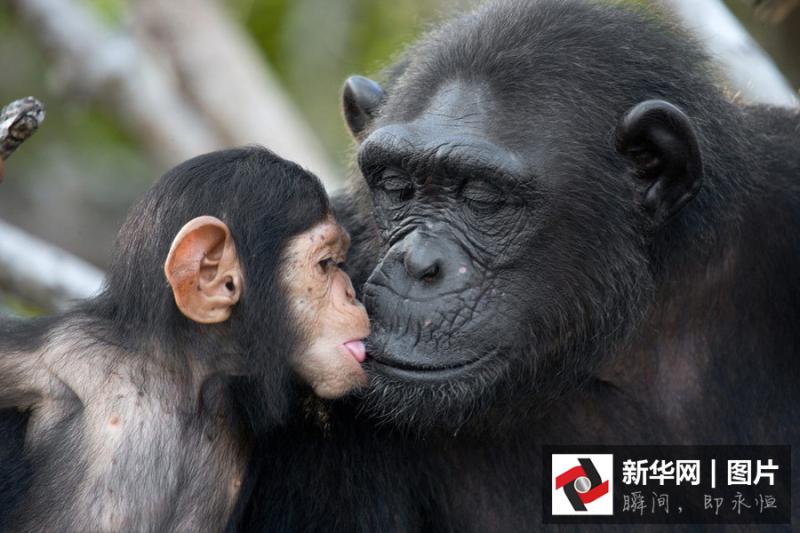 猩猩宝宝亲吻妈妈 画面好有爱