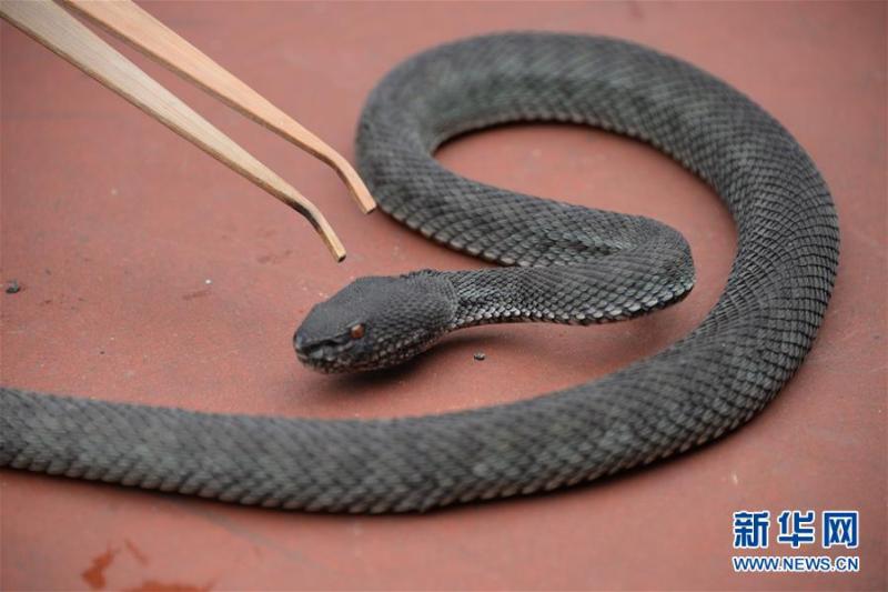 2月4日,广州检验检疫局展示截获的红尾树栖锦蛇.