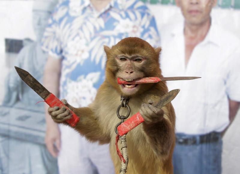 河南新野县耍猴人忙碌驯猴迎猴年